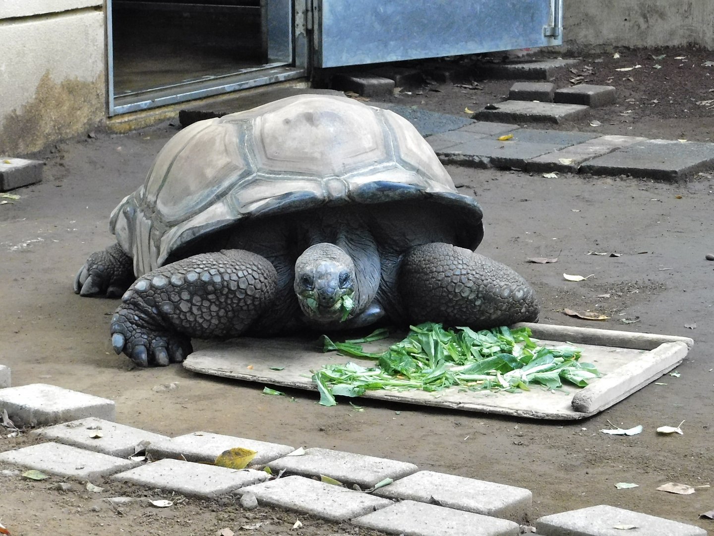 Aldabra Giant Tortoise (Aldabrachelys gigantea) - Yumemigasaki Zoological Park October 12, 2025