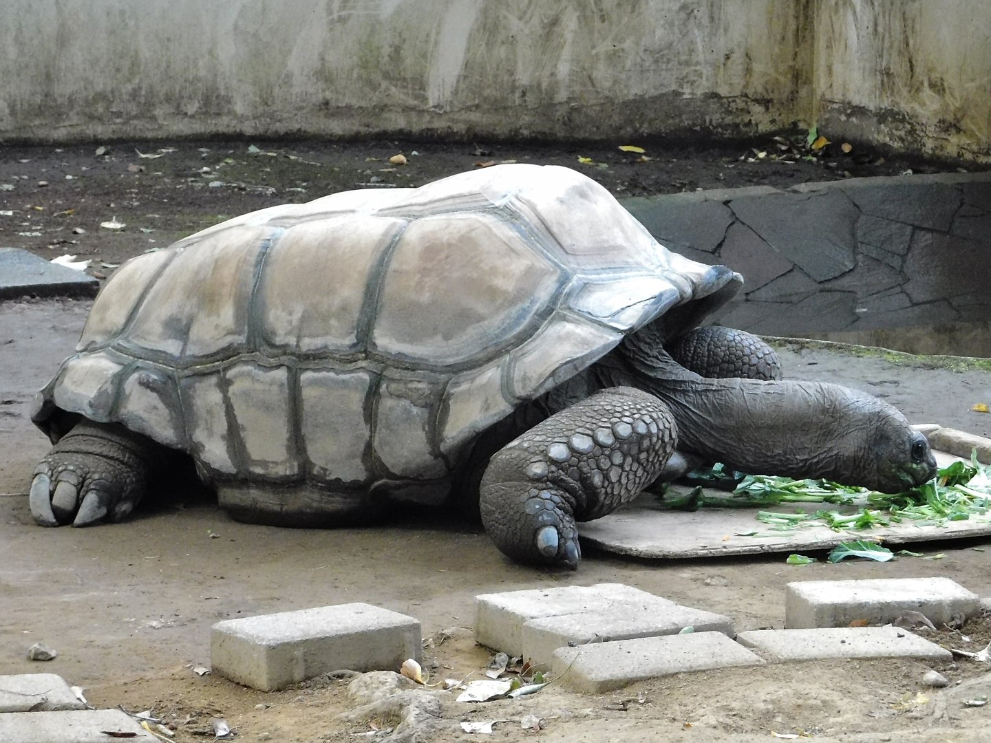 Aldabra Giant Tortoise (Aldabrachelys gigantea) - Yumemigasaki Zoological Park October 12, 2025