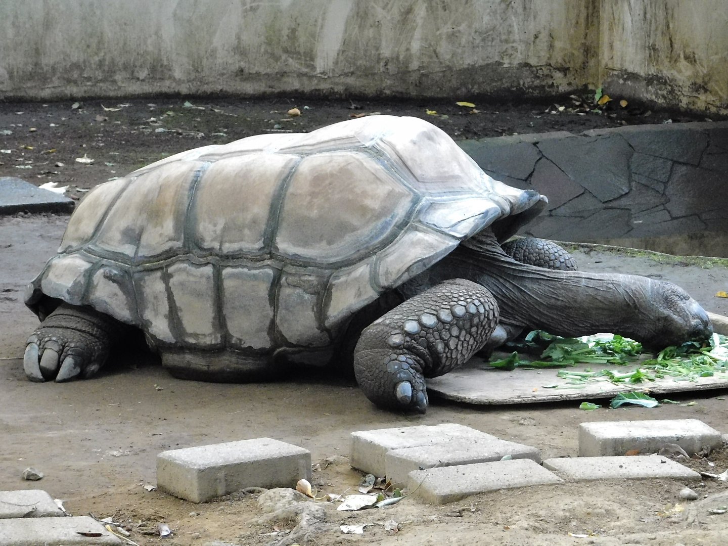 Aldabra Giant Tortoise (Aldabrachelys gigantea) - Yumemigasaki Zoological Park October 12, 2025