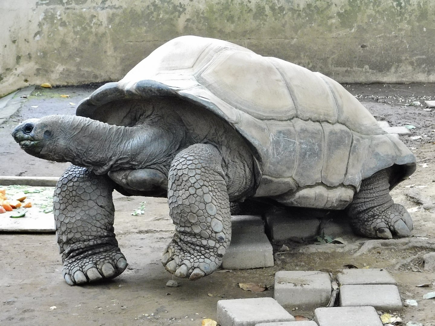 Aldabra Giant Tortoise (Aldabrachelys gigantea) - Yumemigasaki Zoological Park October 12, 2025