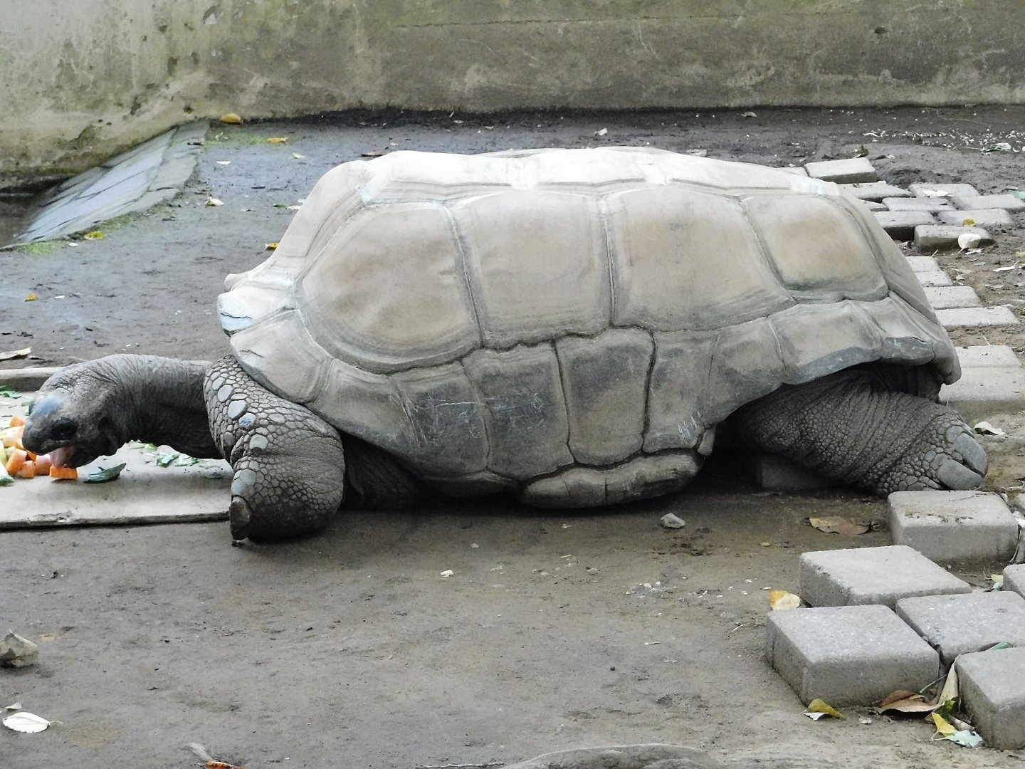 Aldabra Giant Tortoise (Aldabrachelys gigantea) - Yumemigasaki Zoological Park October 12, 2025