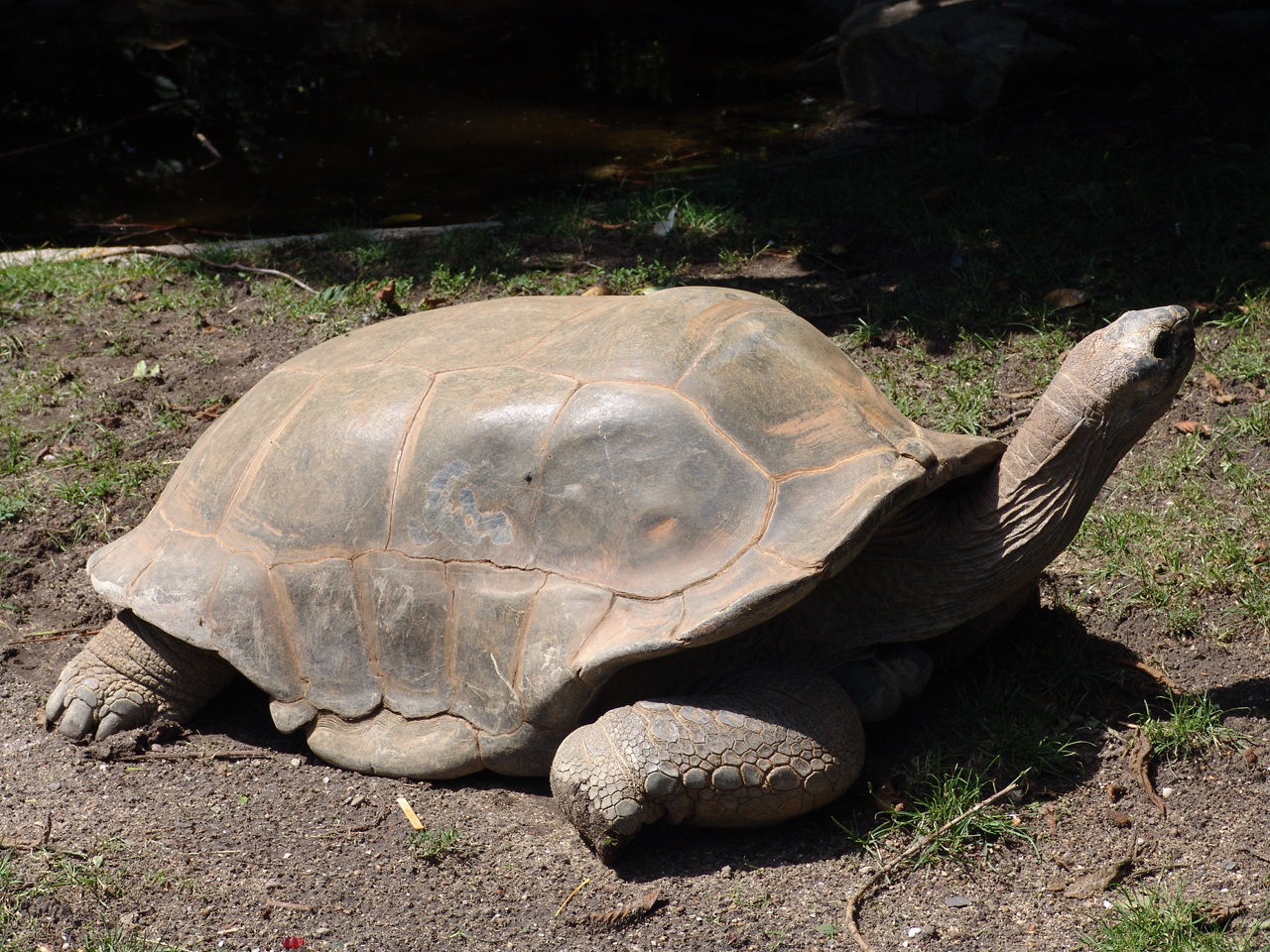 Aldabra Giant Tortoise (Aldabrachelys gigantea)