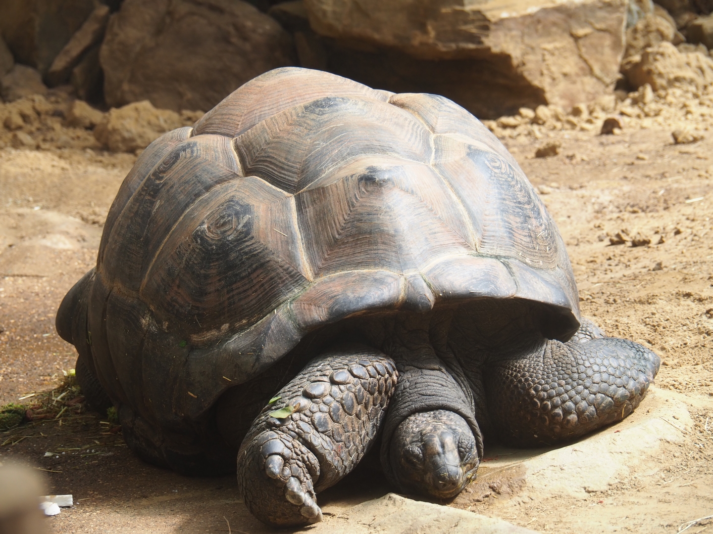 Aldabra giant tortoise (Aldabrachelys gigantea)