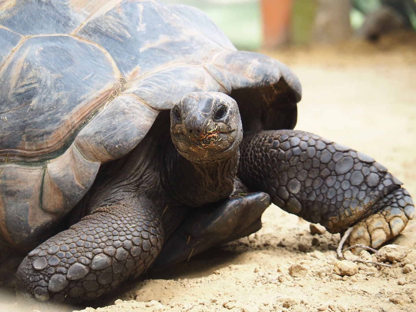Aldabra giant tortoise (Aldabrachelys gigantea)