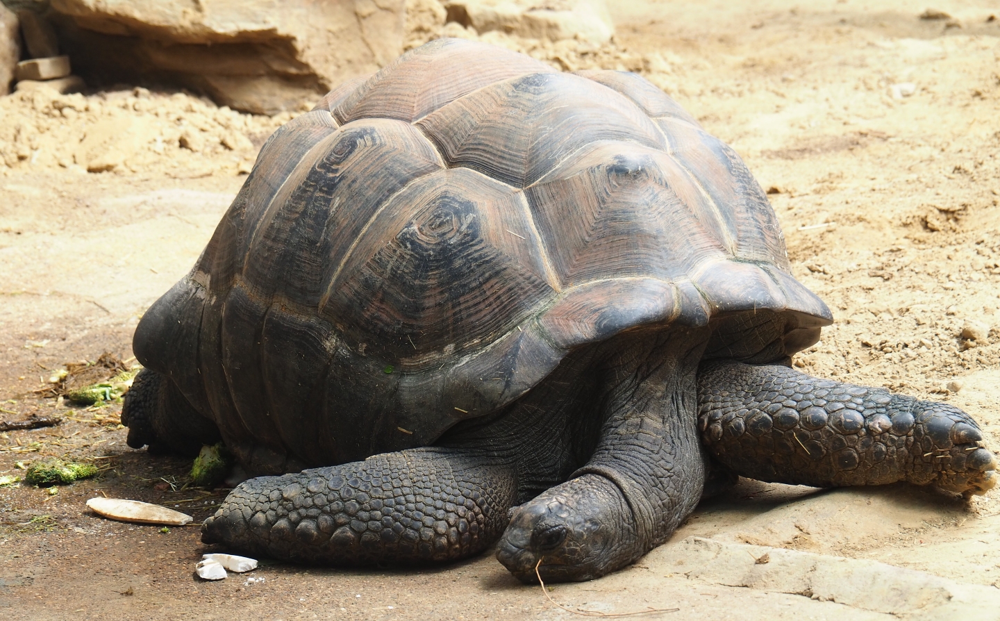 Aldabra giant tortoise (Aldabrachelys gigantea)