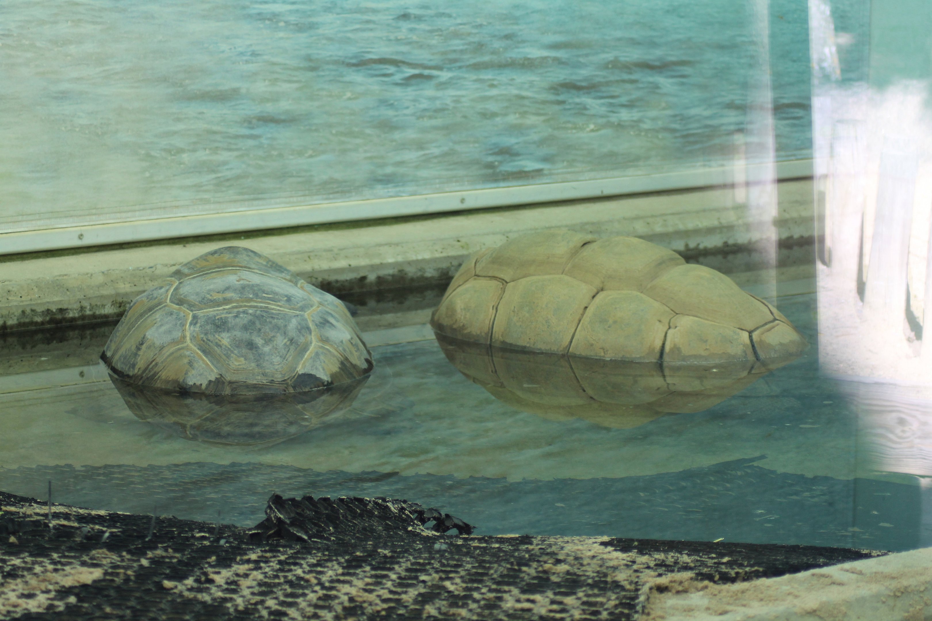 Aldabra giant tortoise (Aldabrachelys gigantea)