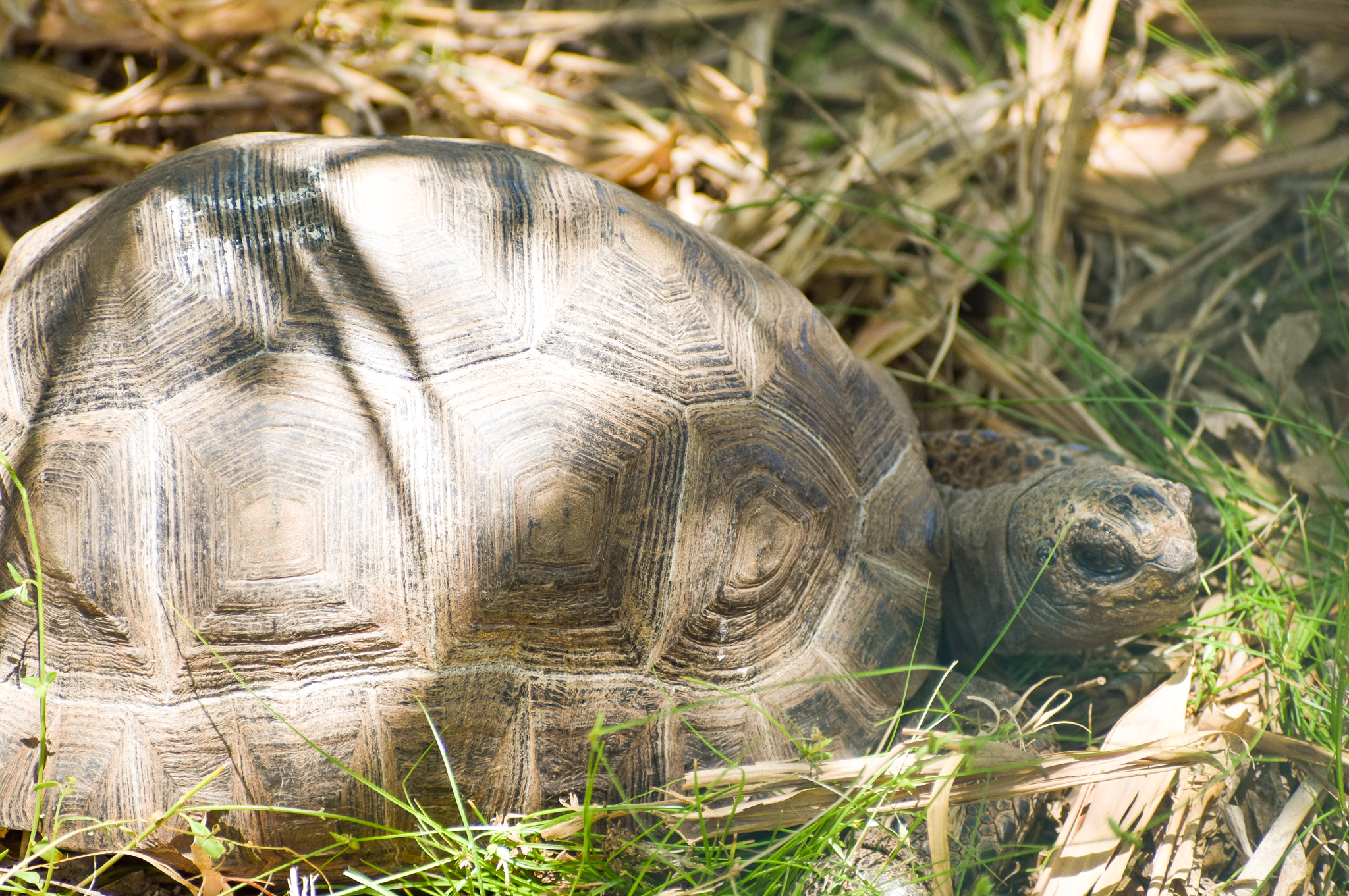 Aldabra Giant Tortoise (Aldabrachelys gigantea)
