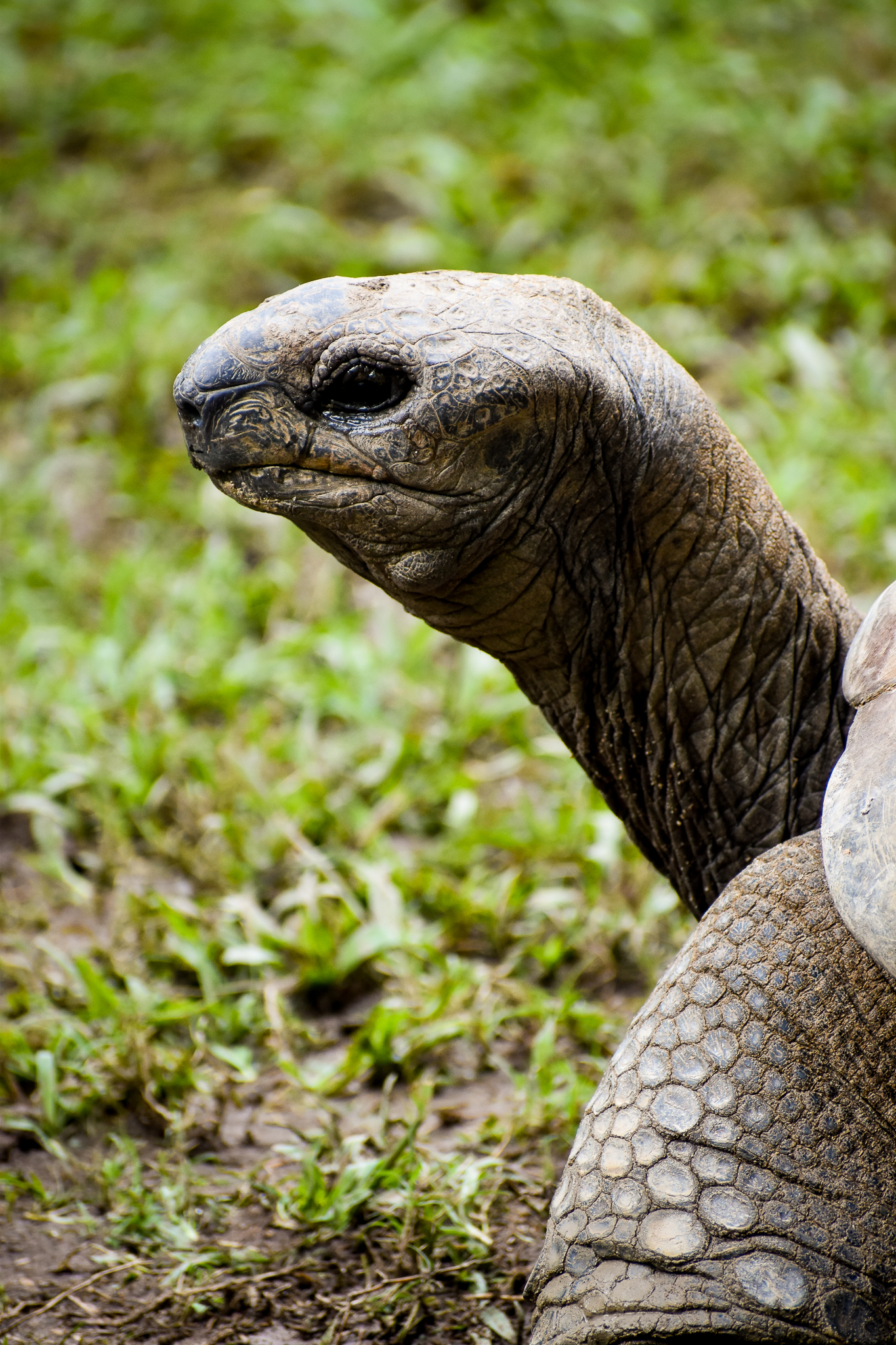 Aldabra Giant Tortoise (Aldabrachelys gigantea)