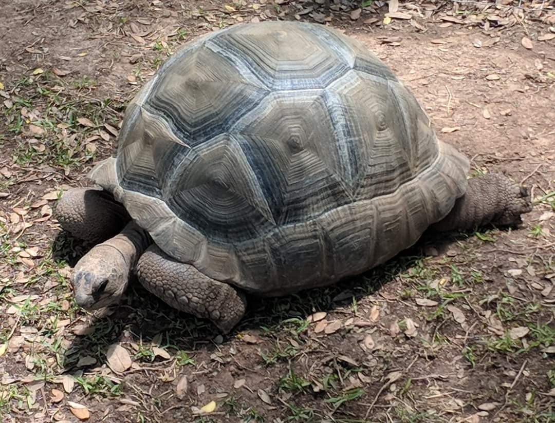 Aldabra giant tortoise (Aldabrachelys gigantea)