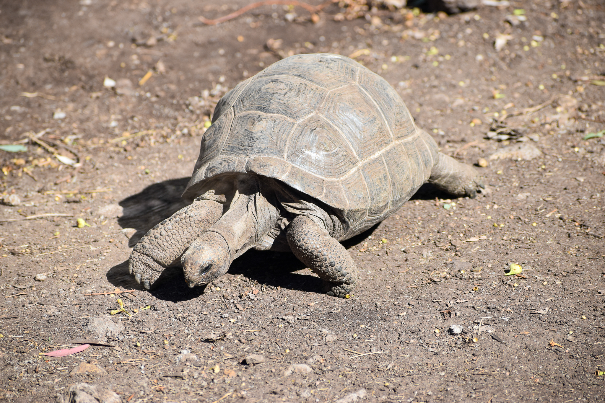 Aldabra Giant Tortoise (Aldabrachelys gigantea)