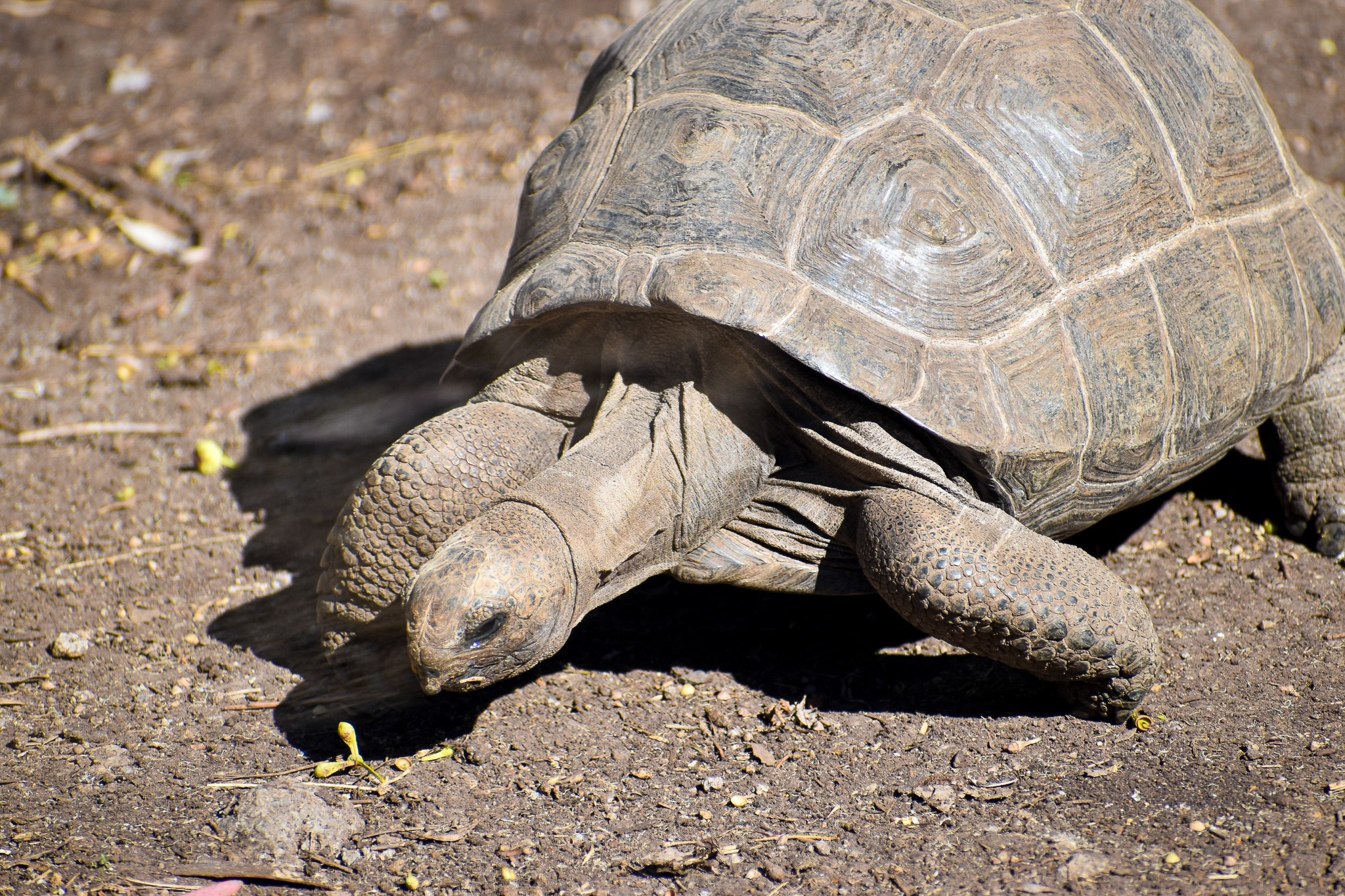 Aldabra Giant Tortoise (Aldabrachelys gigantea)