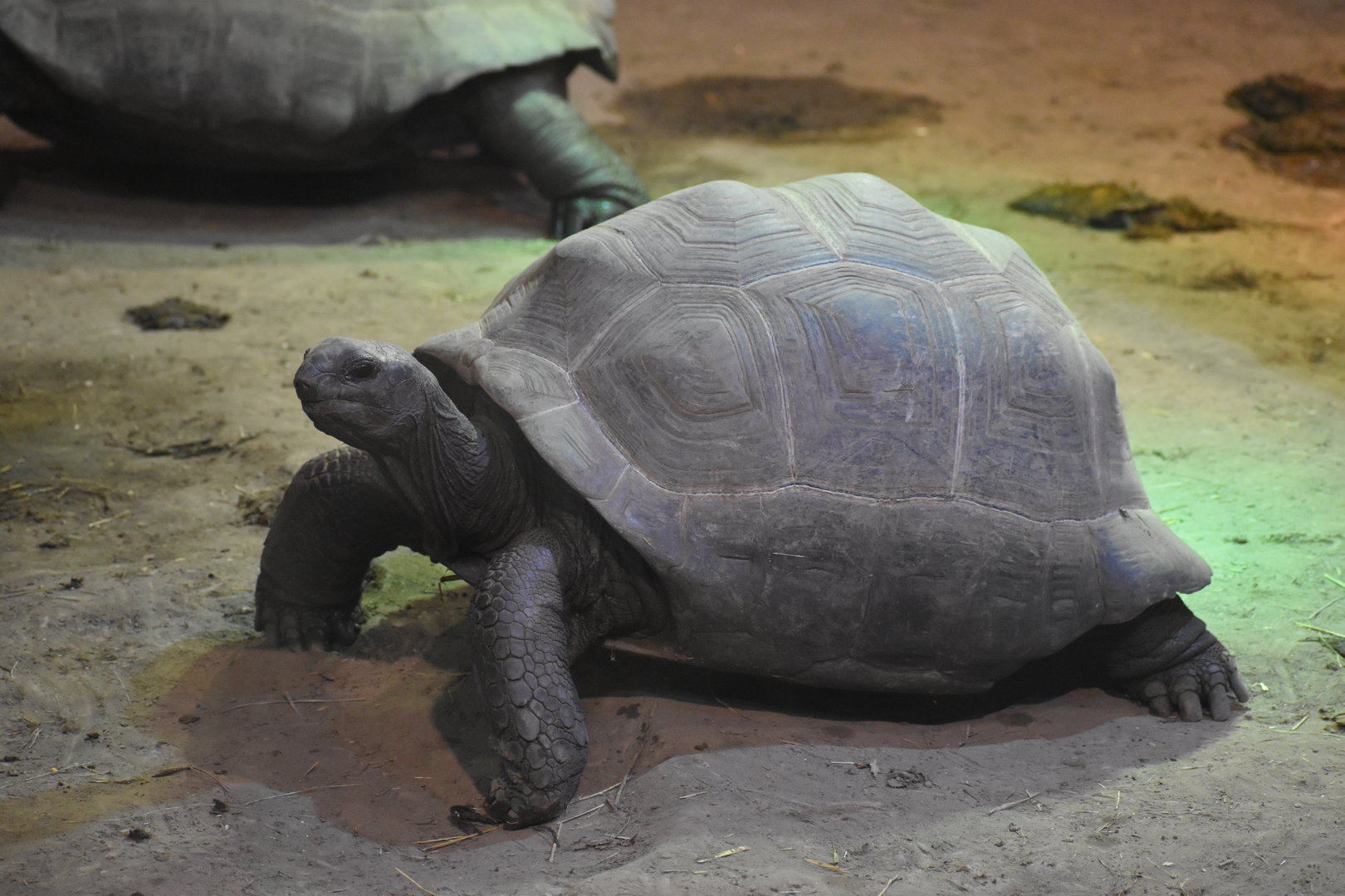 Aldabra giant tortoise (Aldabrachelys gigantea)