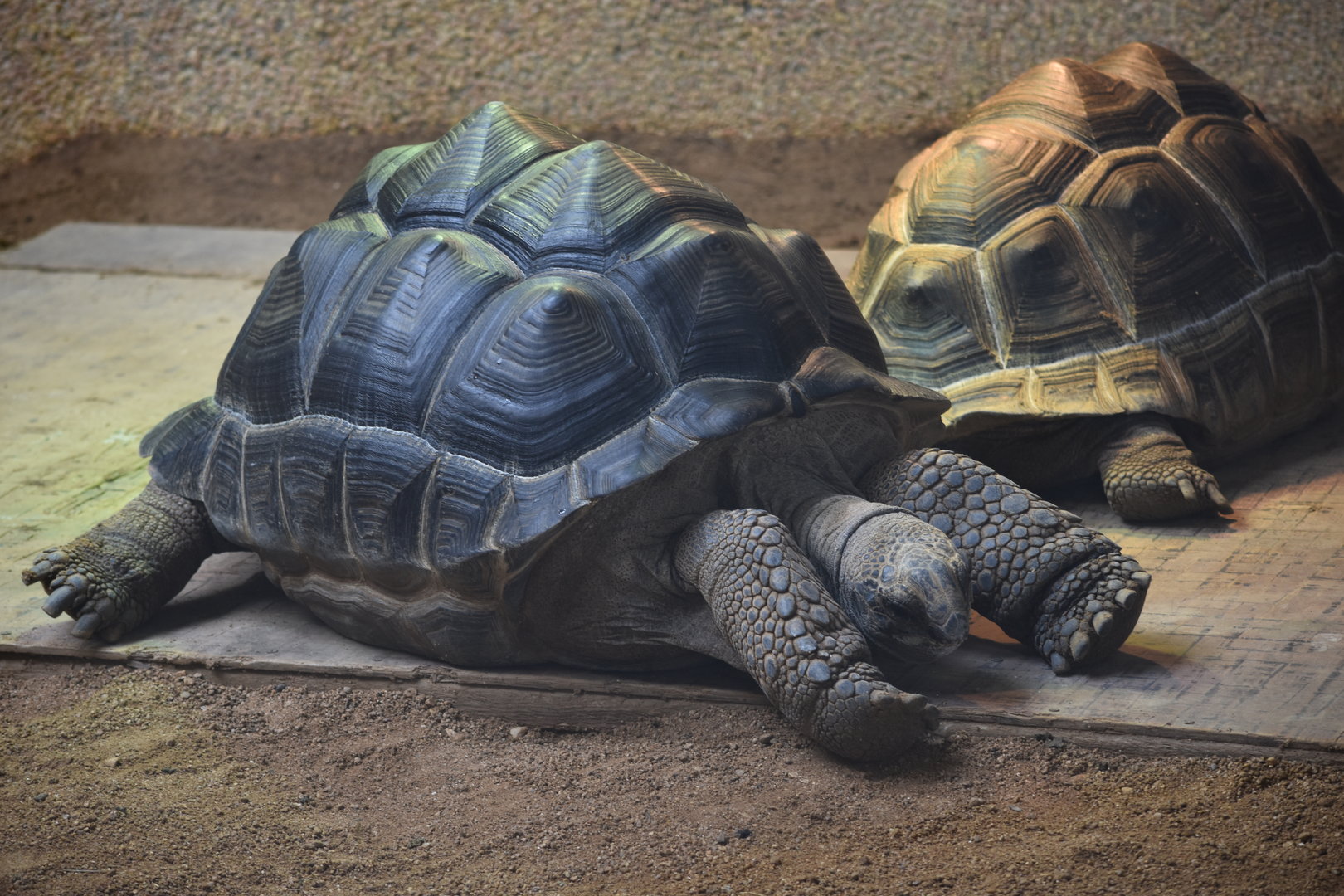 Aldabra giant tortoise (Aldabrachelys gigantea)