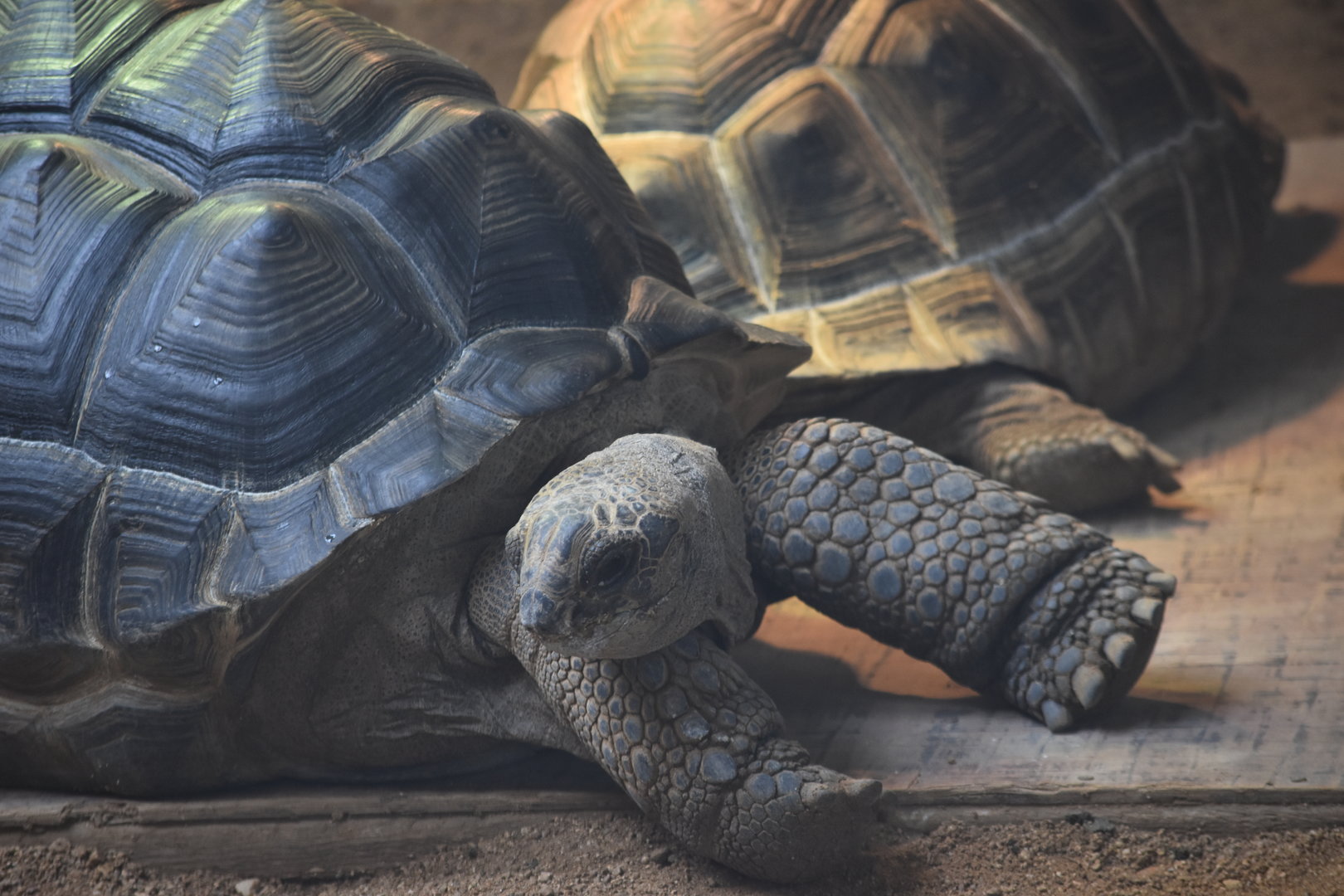 Aldabra giant tortoise (Aldabrachelys gigantea)