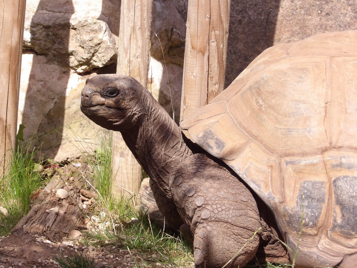 Aldabra Giant Tortoise (Aldabrachelys gigantea)