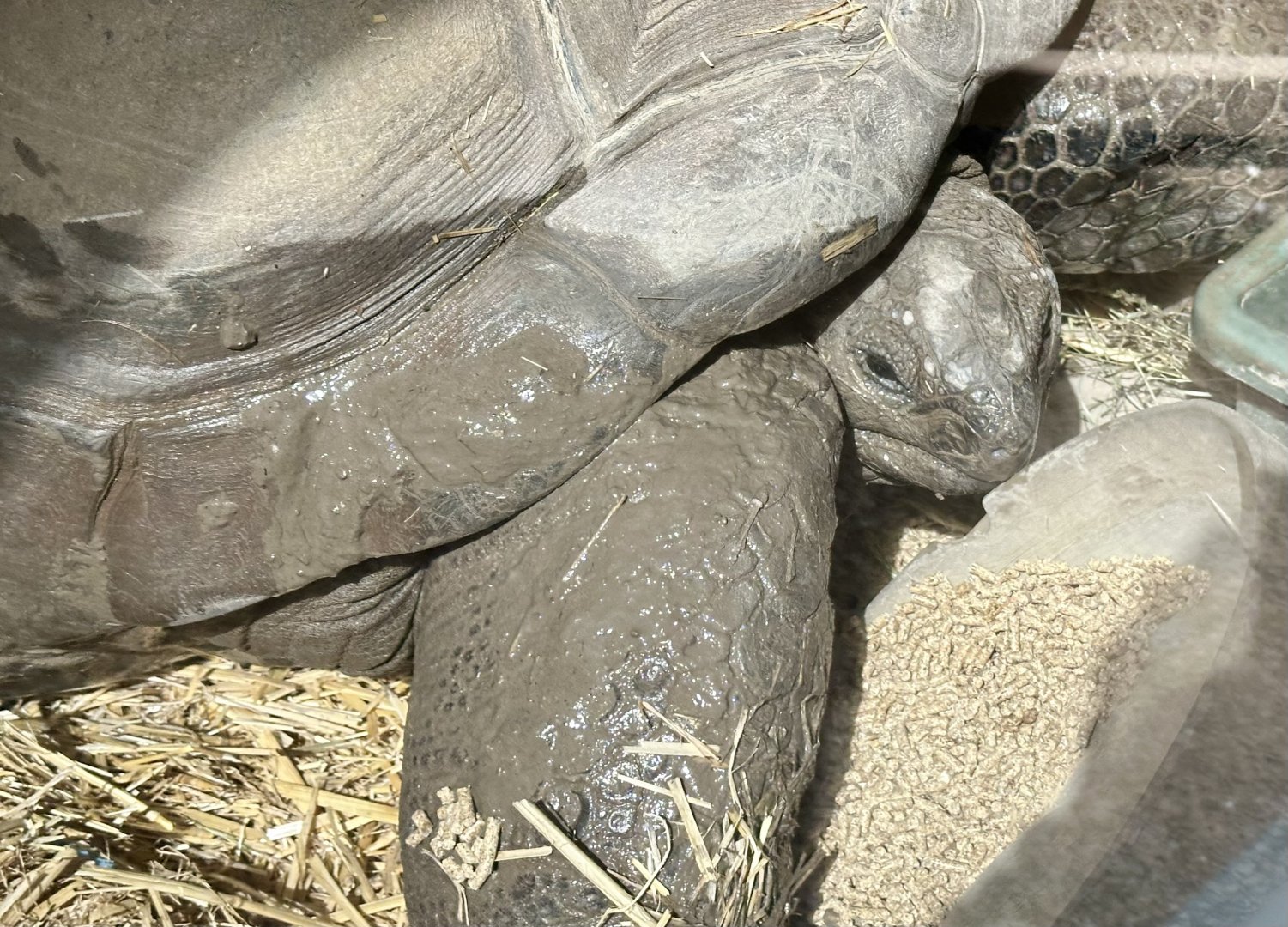 Aldabra giant tortoise (Aldabrachelys gigantea)