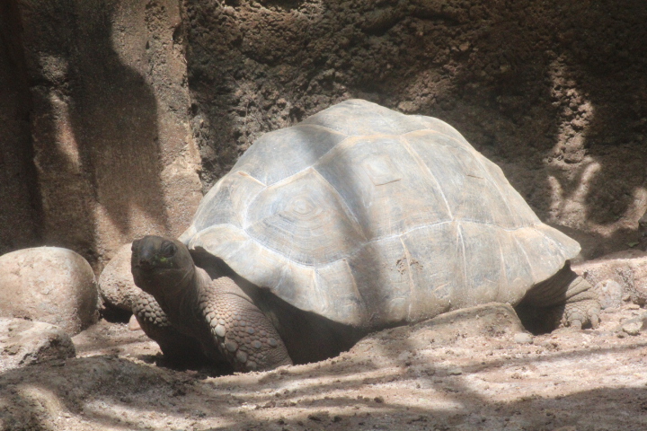 Aldabra giant tortoise (Aldabrachelys gigantea)
