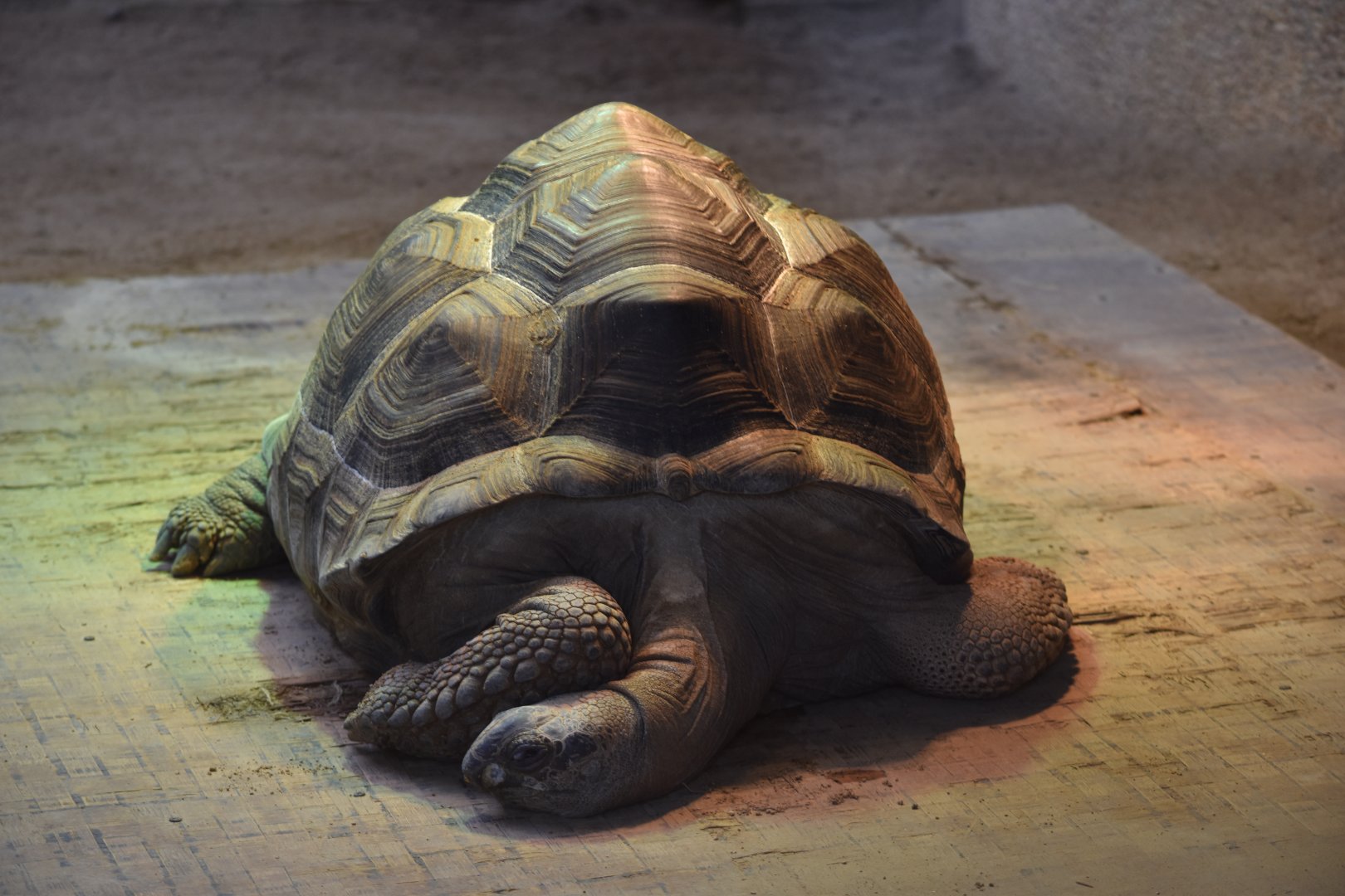 Aldabra giant tortoise (Aldabrachelys gigantea)