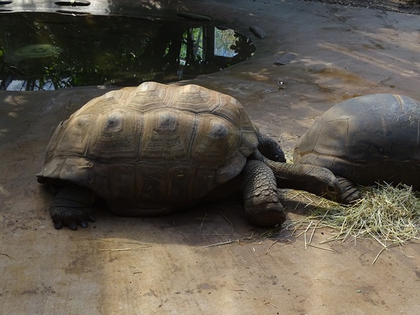 Aldabra giant tortoise (Aldabrachelys gigantea)