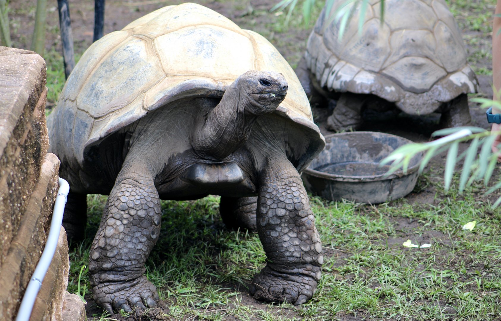 Aldabra Giant Tortoise (Aldabrachelys gigantea)