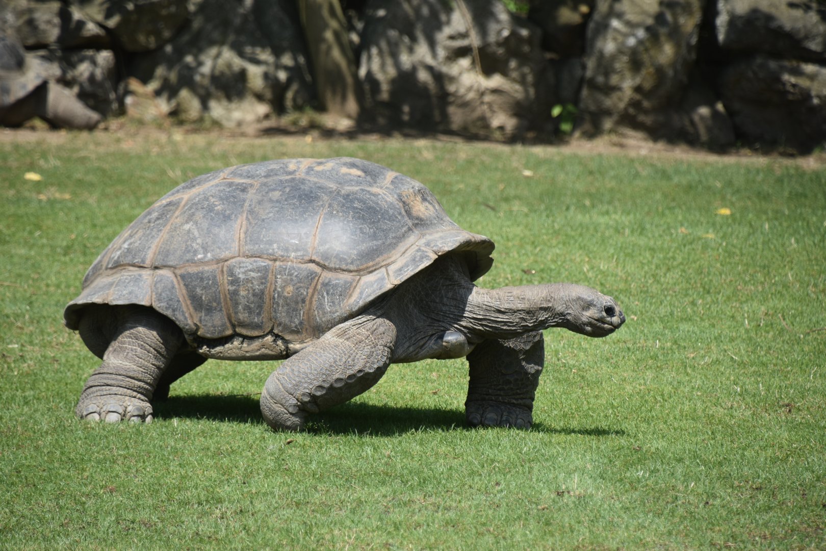 Aldabra giant tortoise, Aldabrachelys gigantea