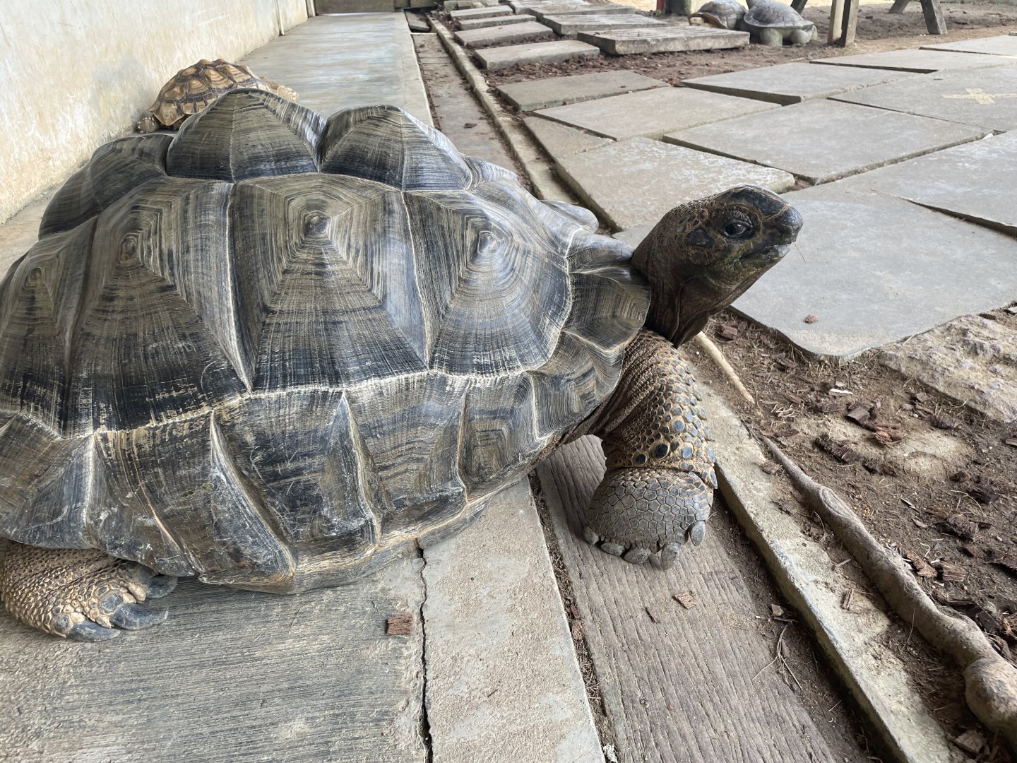 Aldabra Giant Tortoise (Aldabrachelys gigantea)