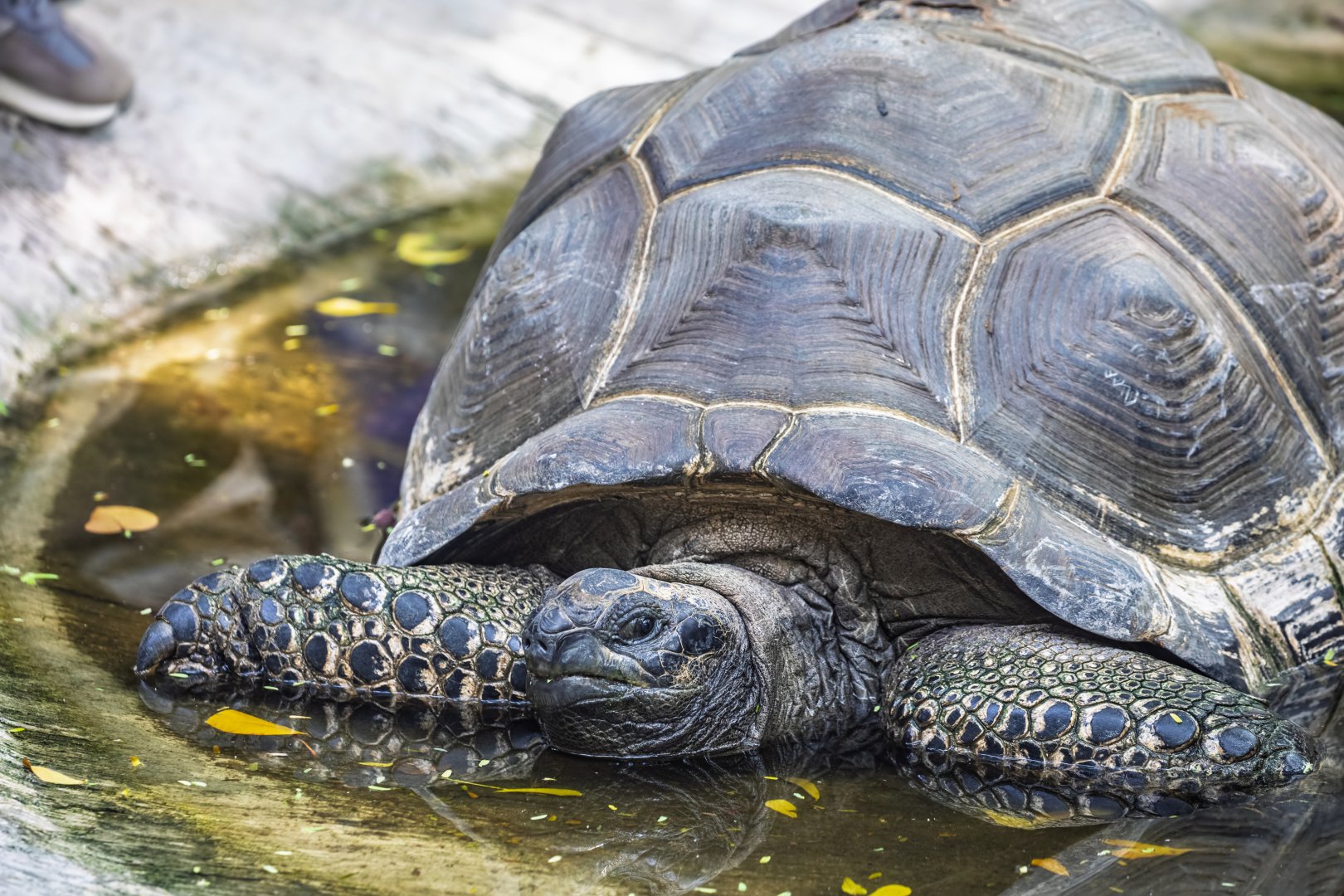 Aldabra giant tortoise (Aldabrachelys gigantea)