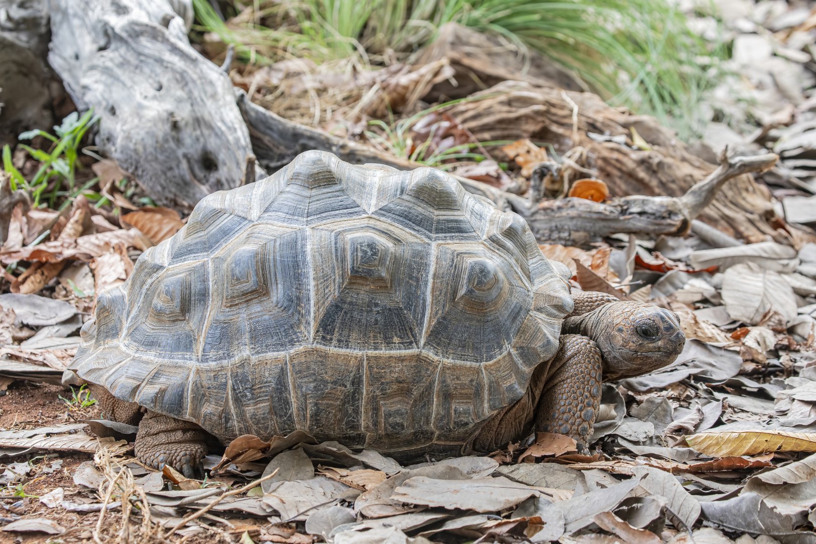 Aldabra giant tortoise (Aldabrachelys gigantea)