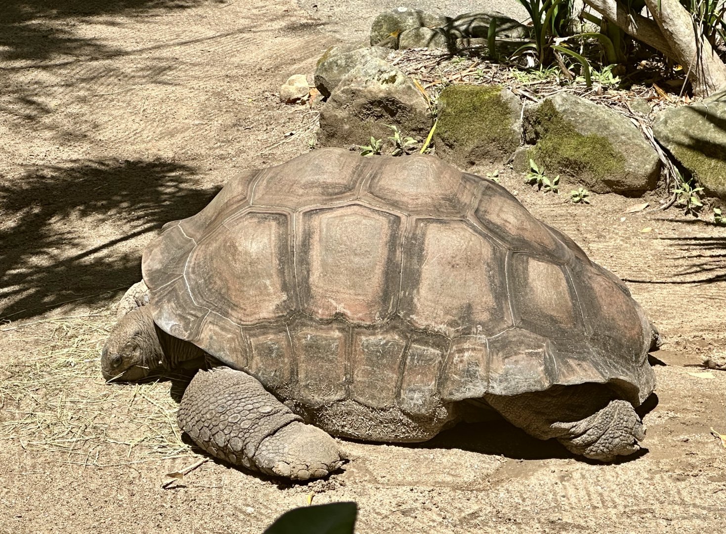 Aldabra giant tortoise (Aldabrachelys gigantea)