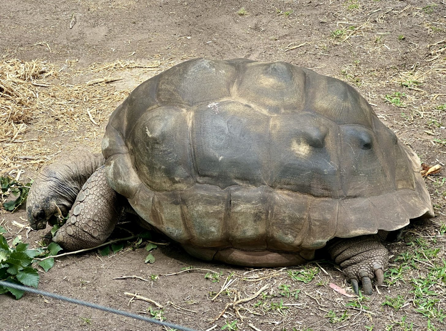 Aldabra giant tortoise (Aldabrachelys gigantea)