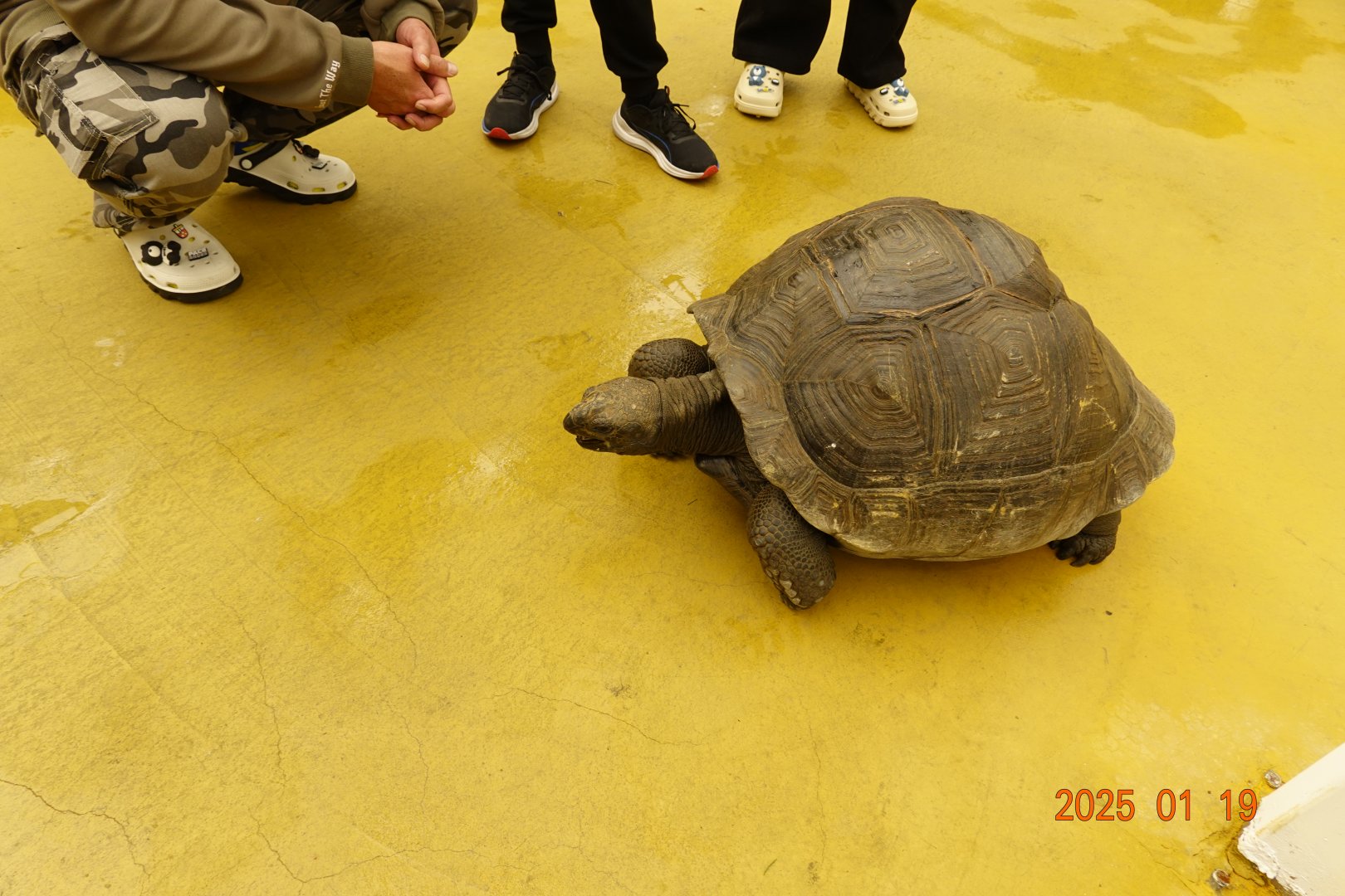 Aldabra Giant Tortoise (Aldabrachelys gigantea)