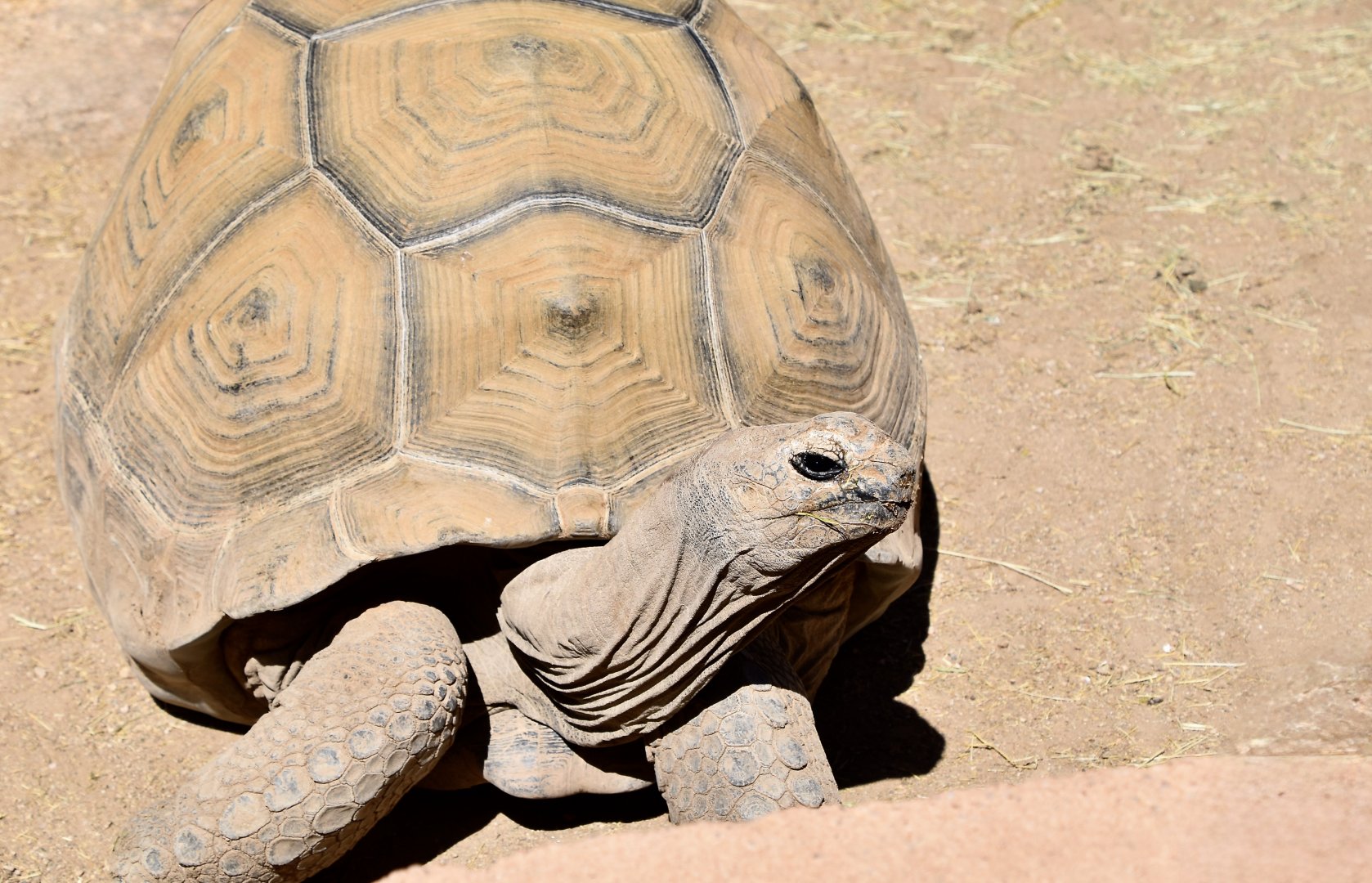 Aldabra Giant Tortoise (Aldabrachelys gigantea)