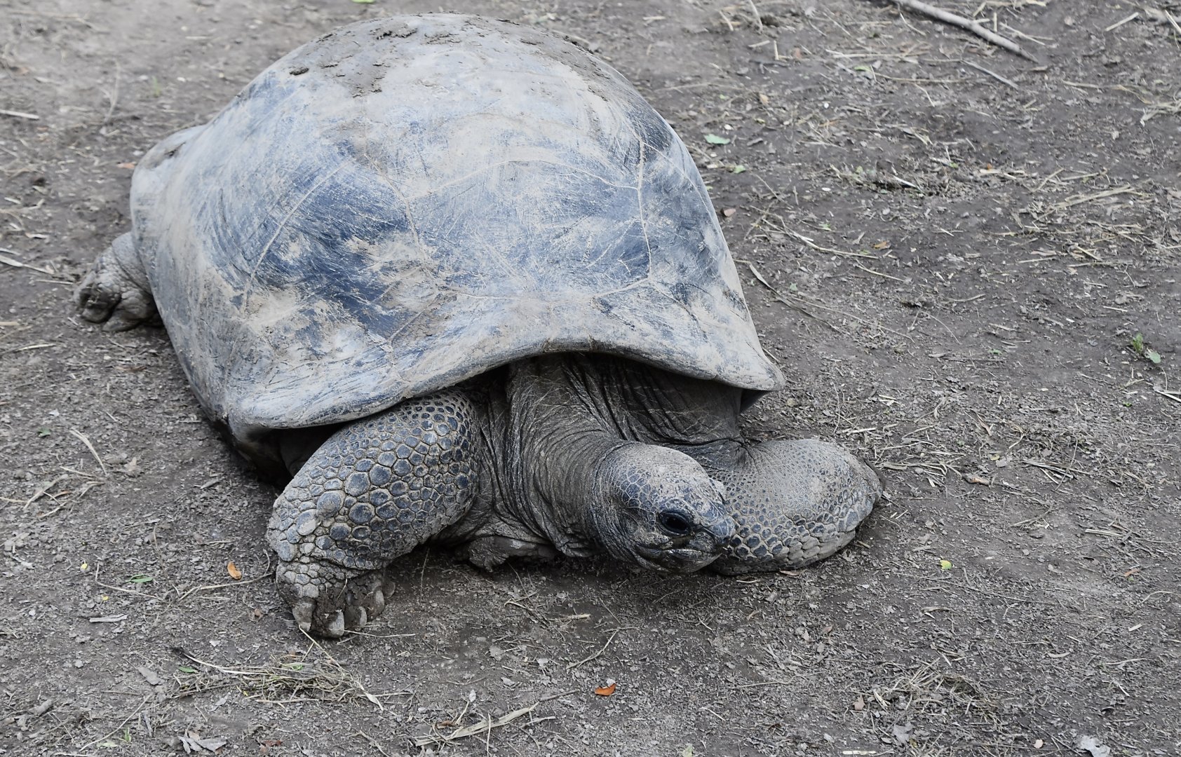 Aldabra Giant Tortoise (Aldabrachelys gigantea)
