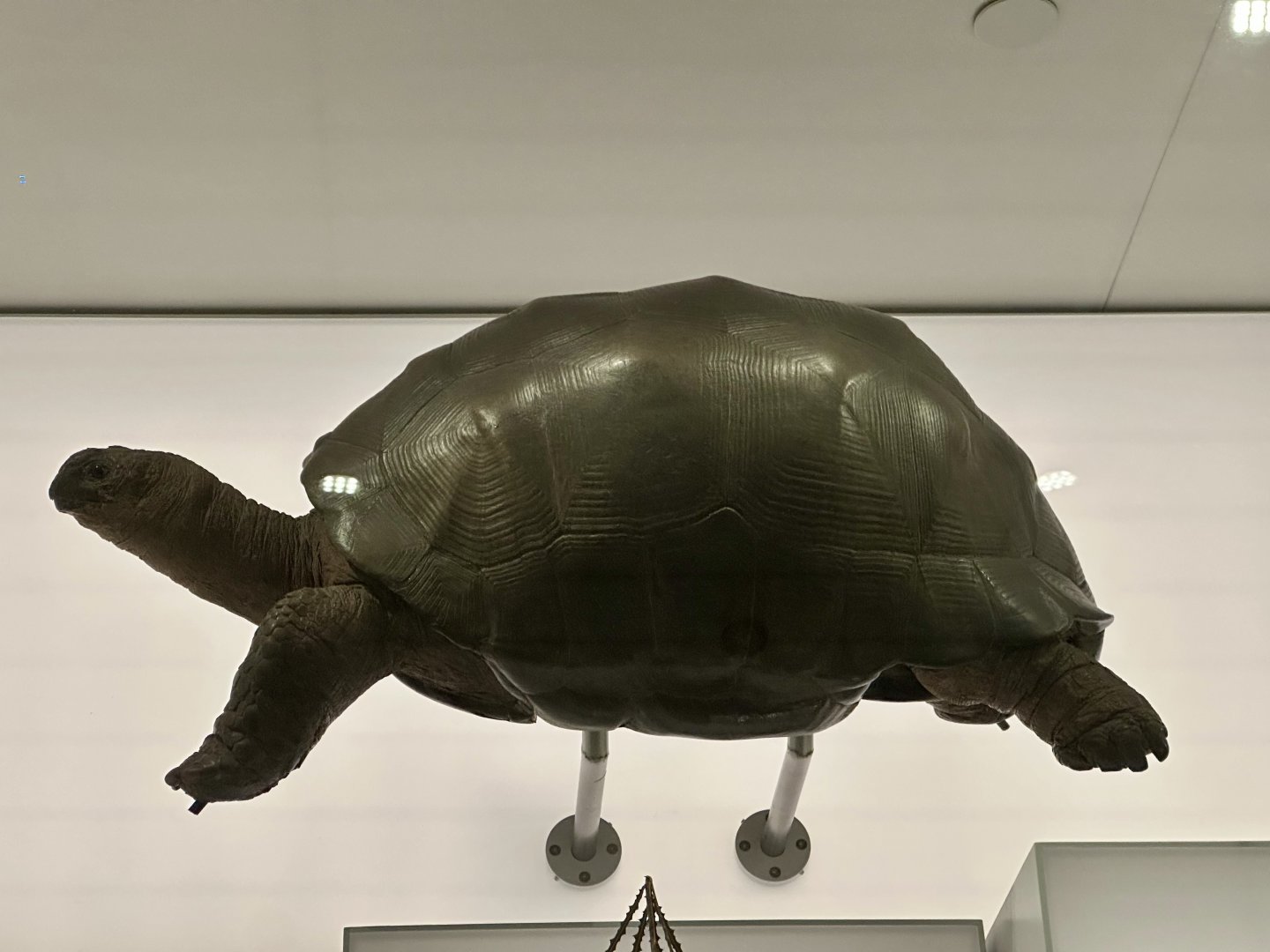 Aldabra giant tortoise (Aldabrachelys gigantea)