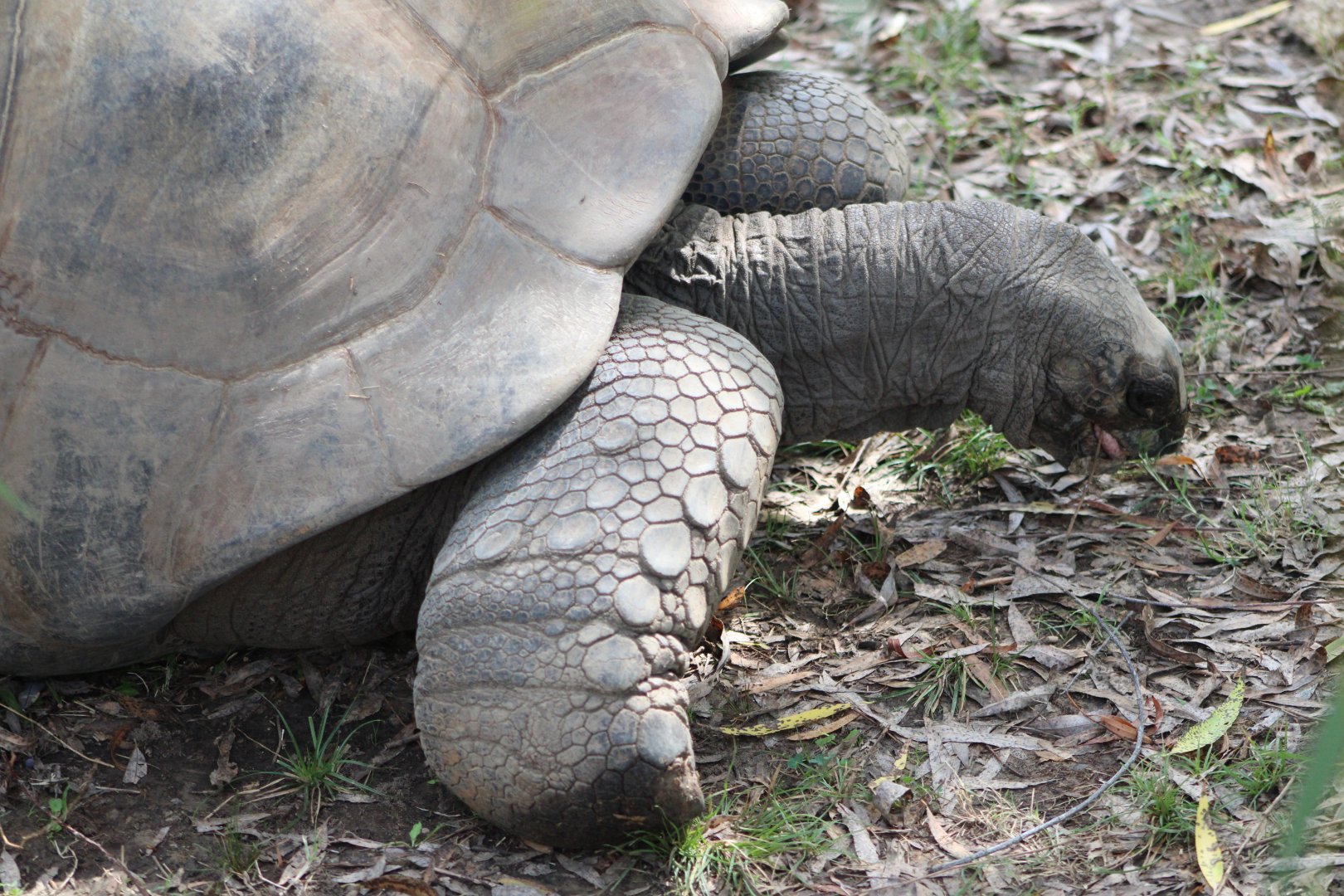 Aldabra Giant Tortoise (Aldabrachelys gigantea)