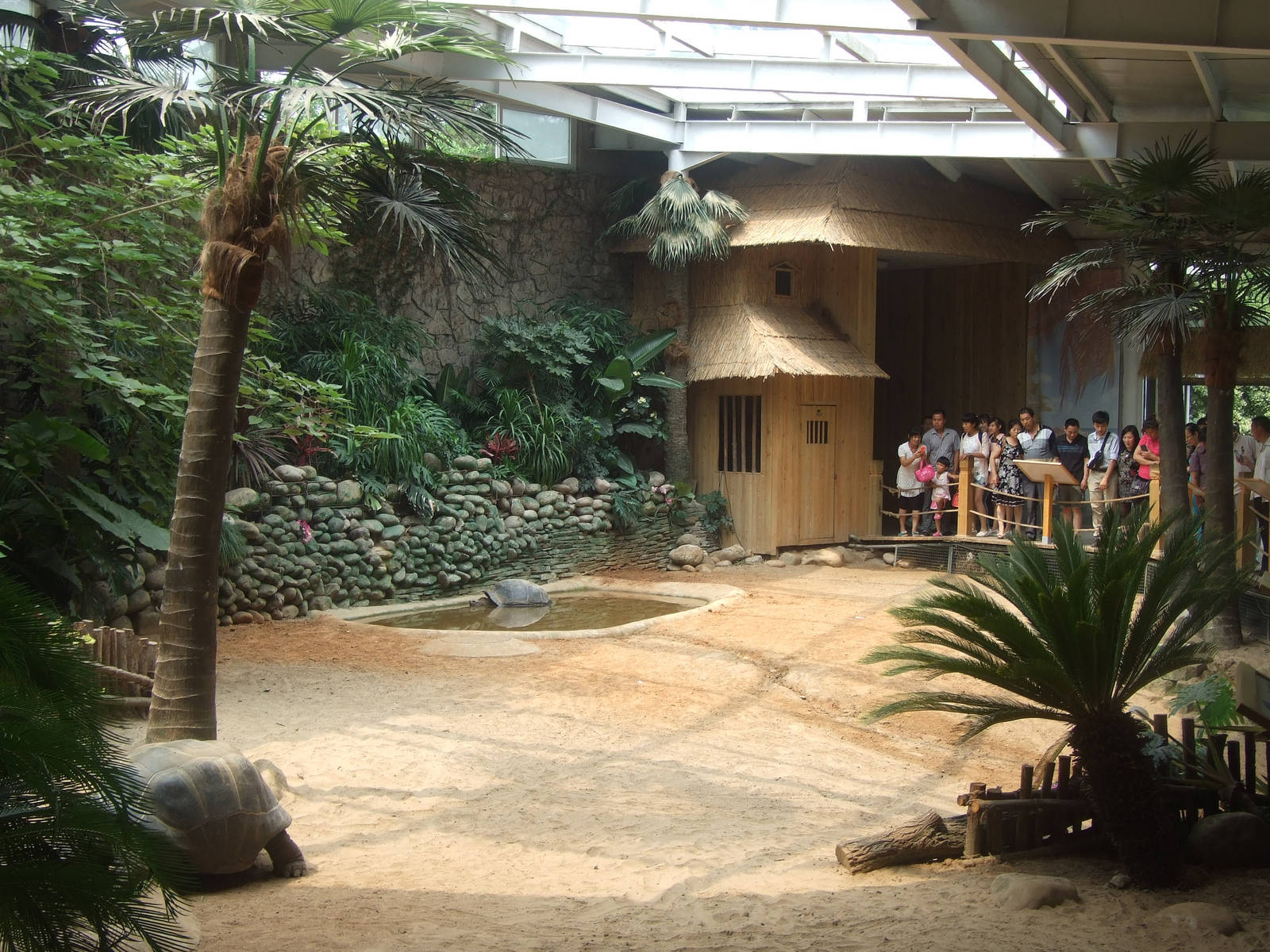 Aldabra Giant Tortoise and African Spurred Tortoise exhibit
