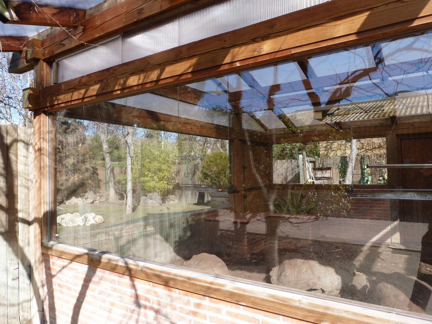 Aldabra giant tortoise and African spurred tortoise indoors exhibit -Faunia (2025)