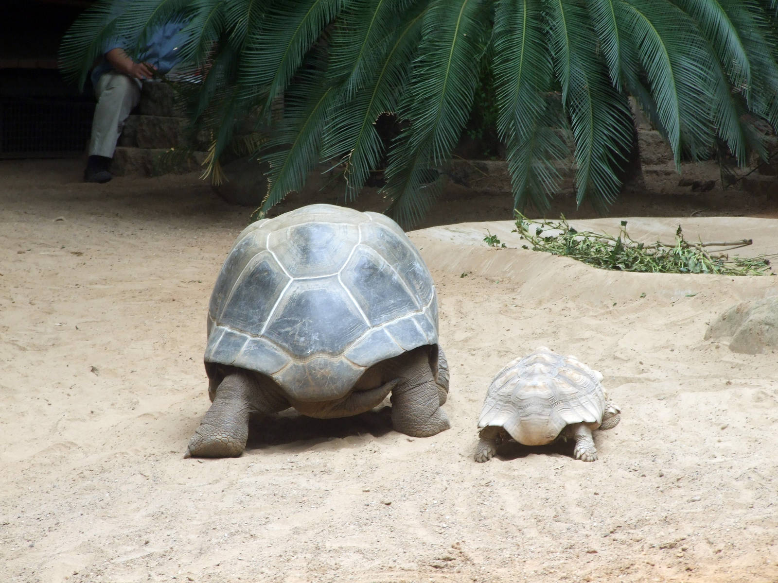 Aldabra Giant Tortoise and African Spurred Tortoise race
