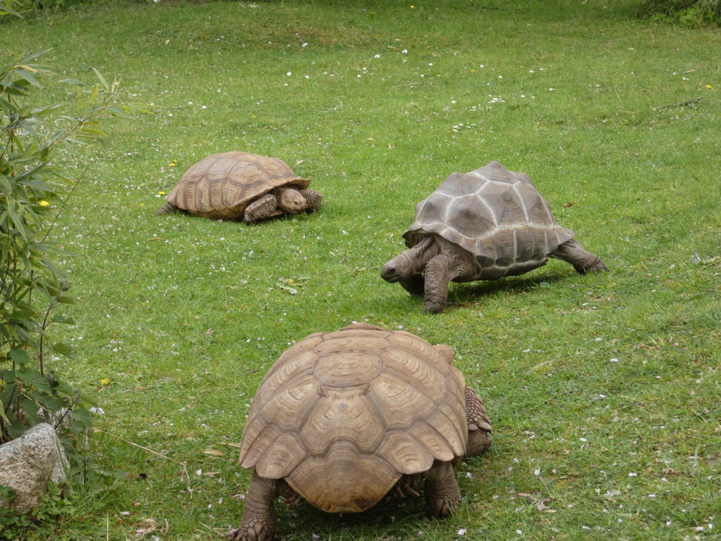 Aldabra giant tortoise and African spurred tortoise