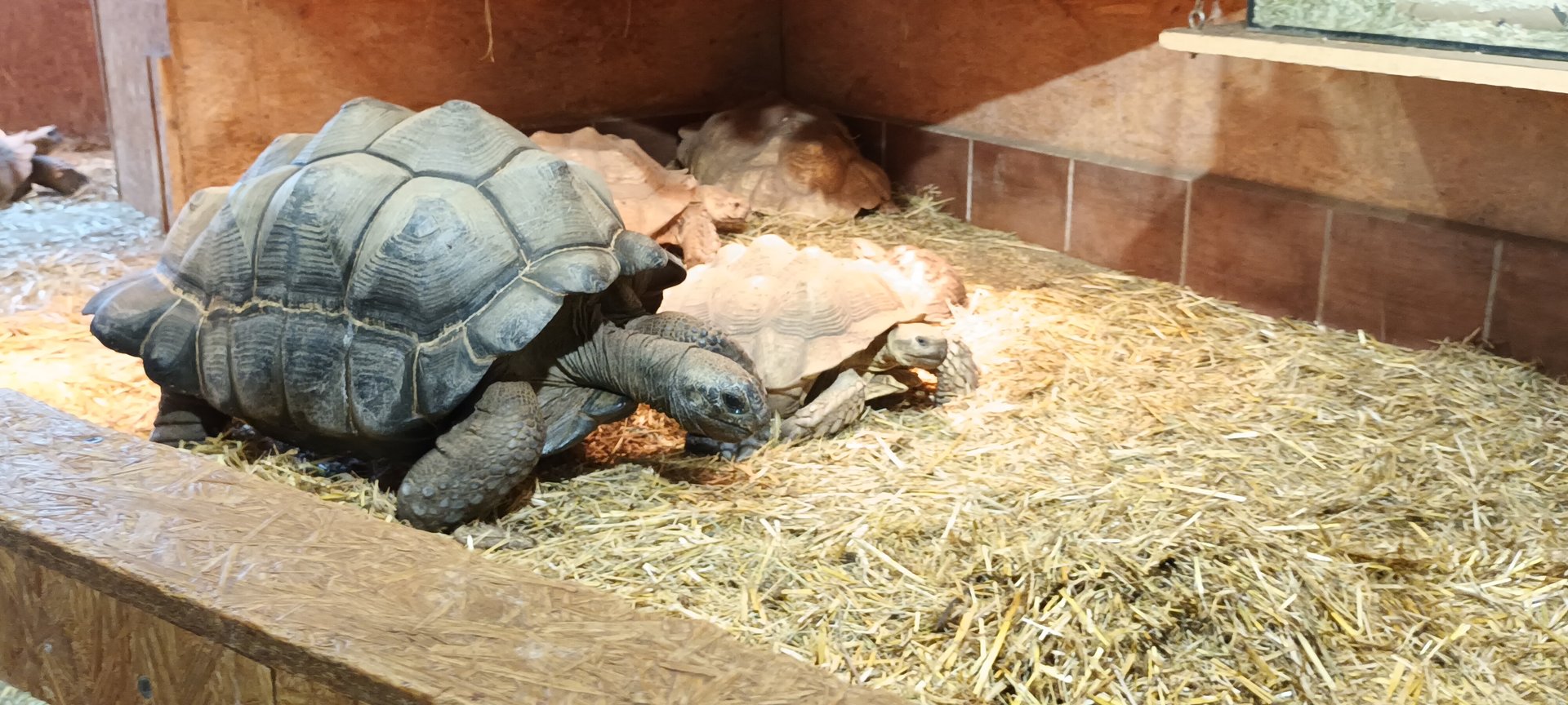 Aldabra giant Tortoise and African spurred Tortoise