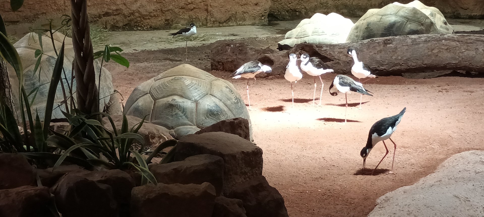 Aldabra giant Tortoise and Black naped Stilts