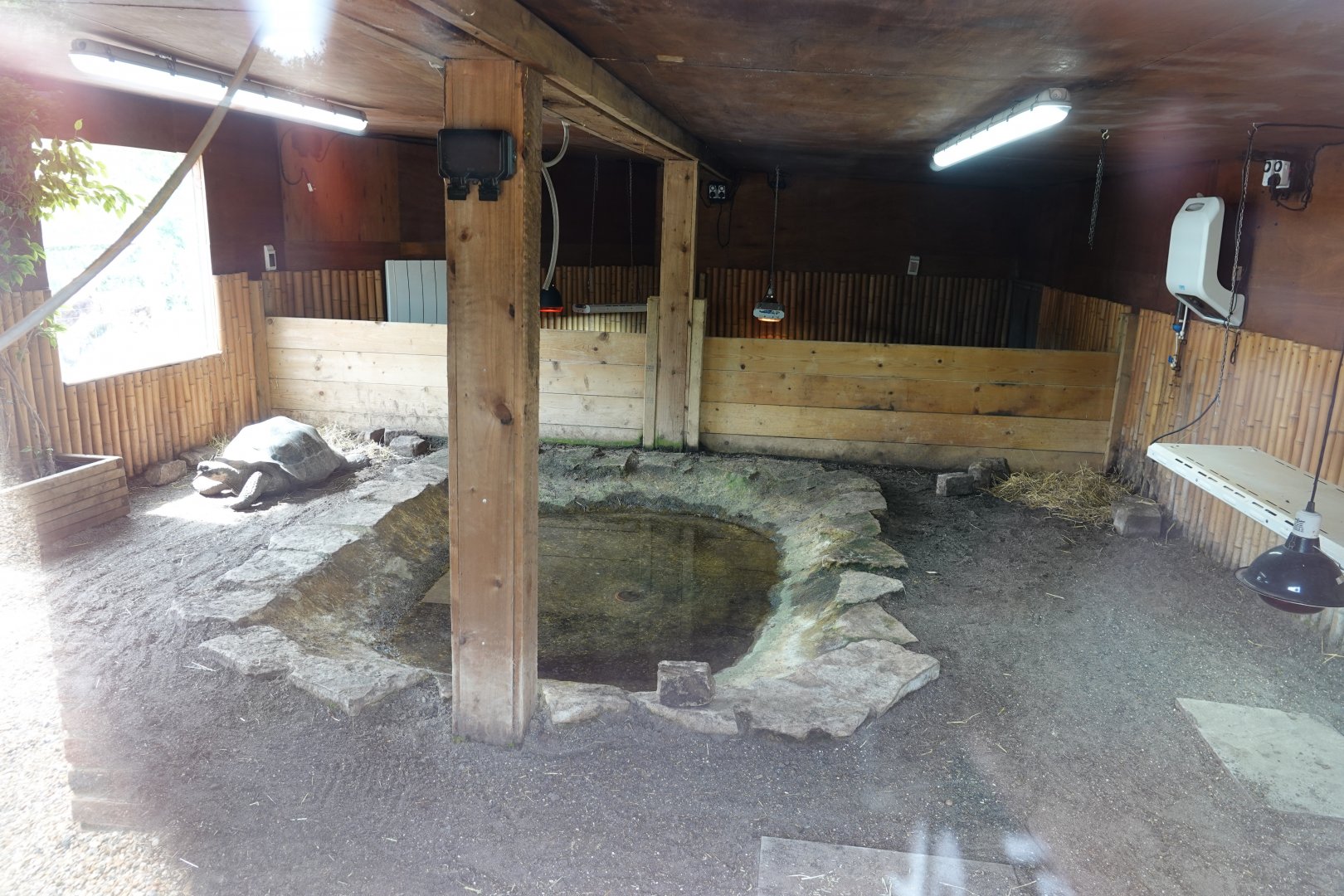 Aldabra giant tortoise and Galapagos tortoise indoor enclosure