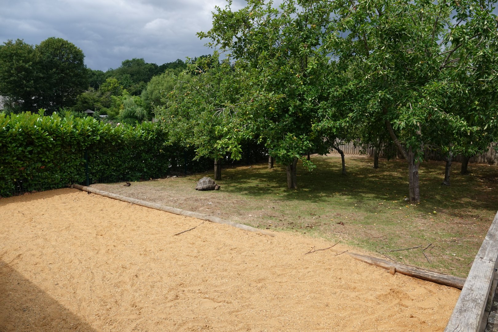 Aldabra giant tortoise and Galapagos tortoise outdoor enclosure