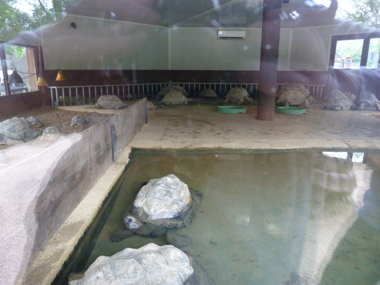 Aldabra giant tortoise and Radiated tortoise exhibit -Bioparc de Doué la Fontaine (2025)