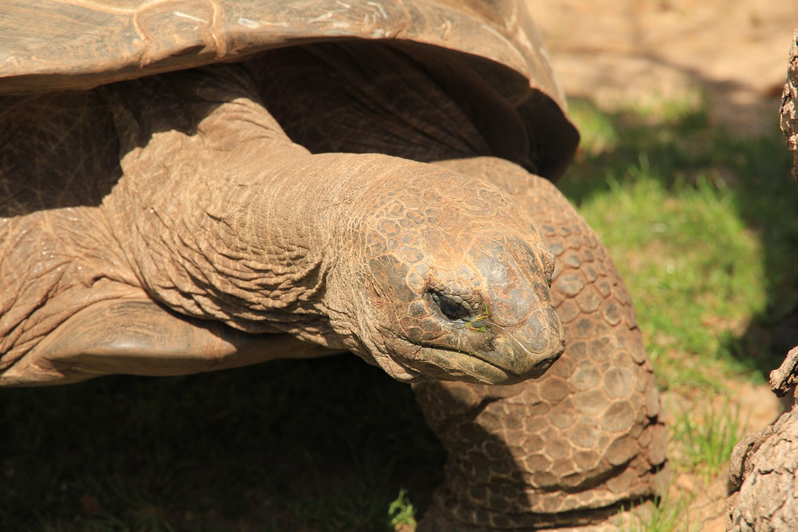 Aldabra Giant Tortoise (April 2018)