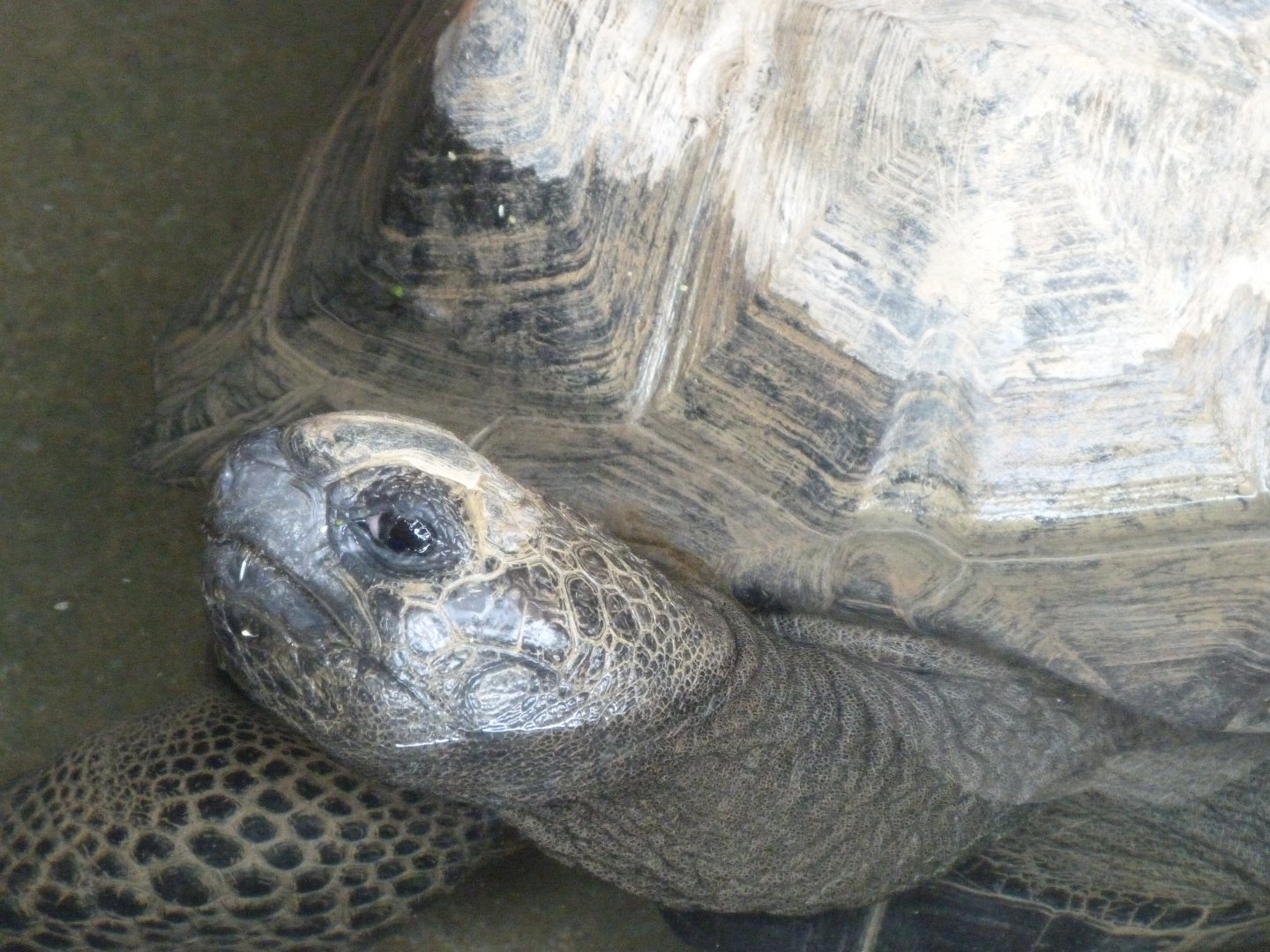 Aldabra giant tortoise -Bioparc de Doué la Fontaine (2025)