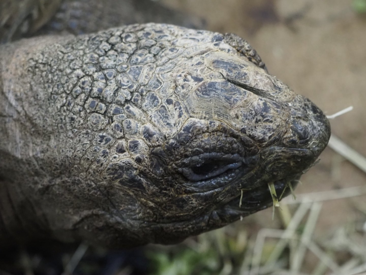 Aldabra Giant Tortoise "Charles"