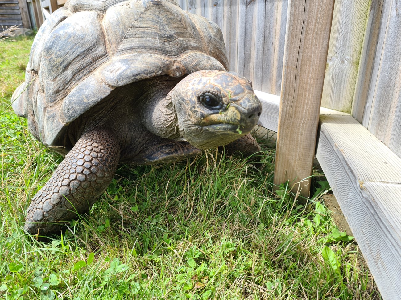 Aldabra giant tortoise close-up
