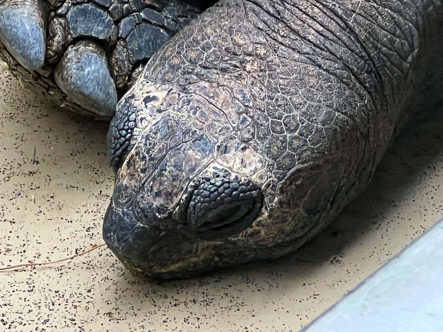 Aldabra Giant Tortoise Closeup