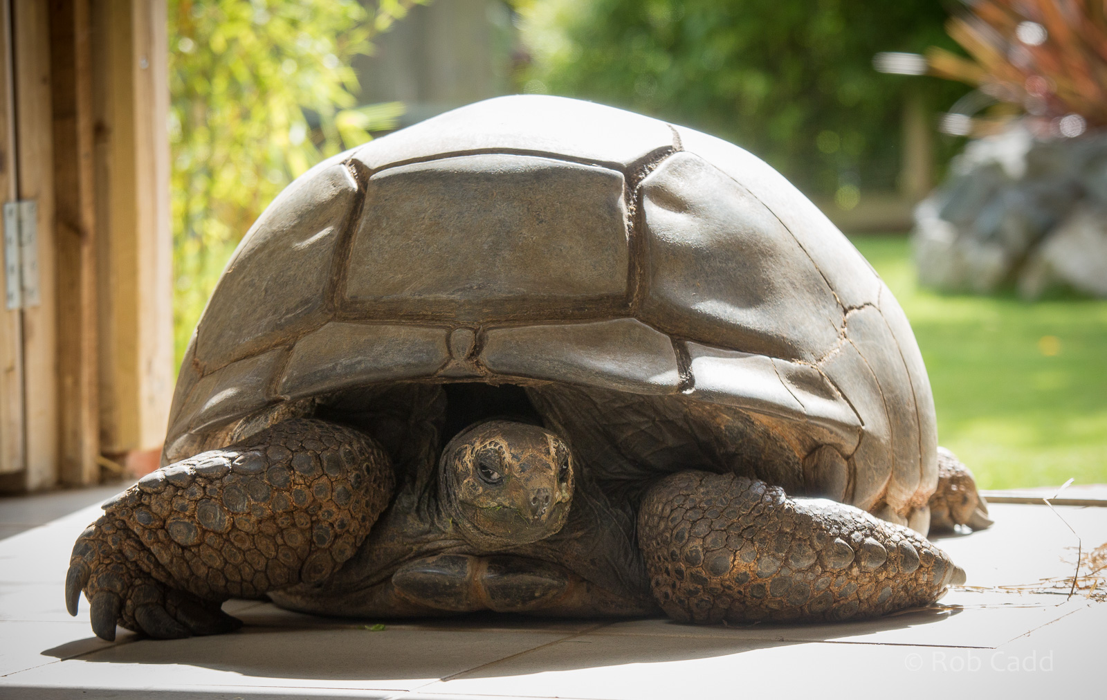 Aldabra giant tortoise : Colchester : 22 Aug 2014